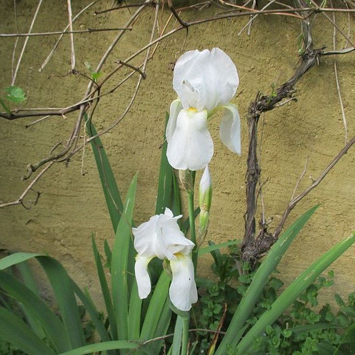 Photo de Baraques du quatorze de La Vieille-Loye