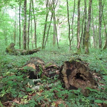 Baraques du quatorze de La Vieille-Loye