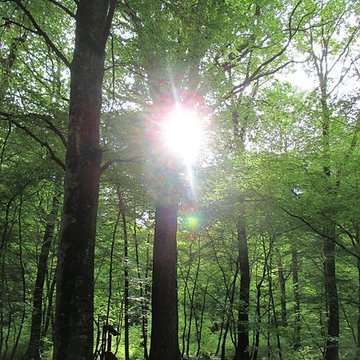 Baraques du quatorze de La Vieille-Loye