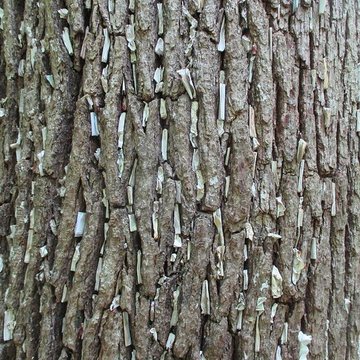 Baraques du quatorze de La Vieille-Loye