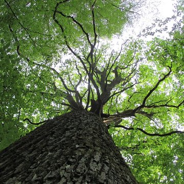 Baraques du quatorze de La Vieille-Loye