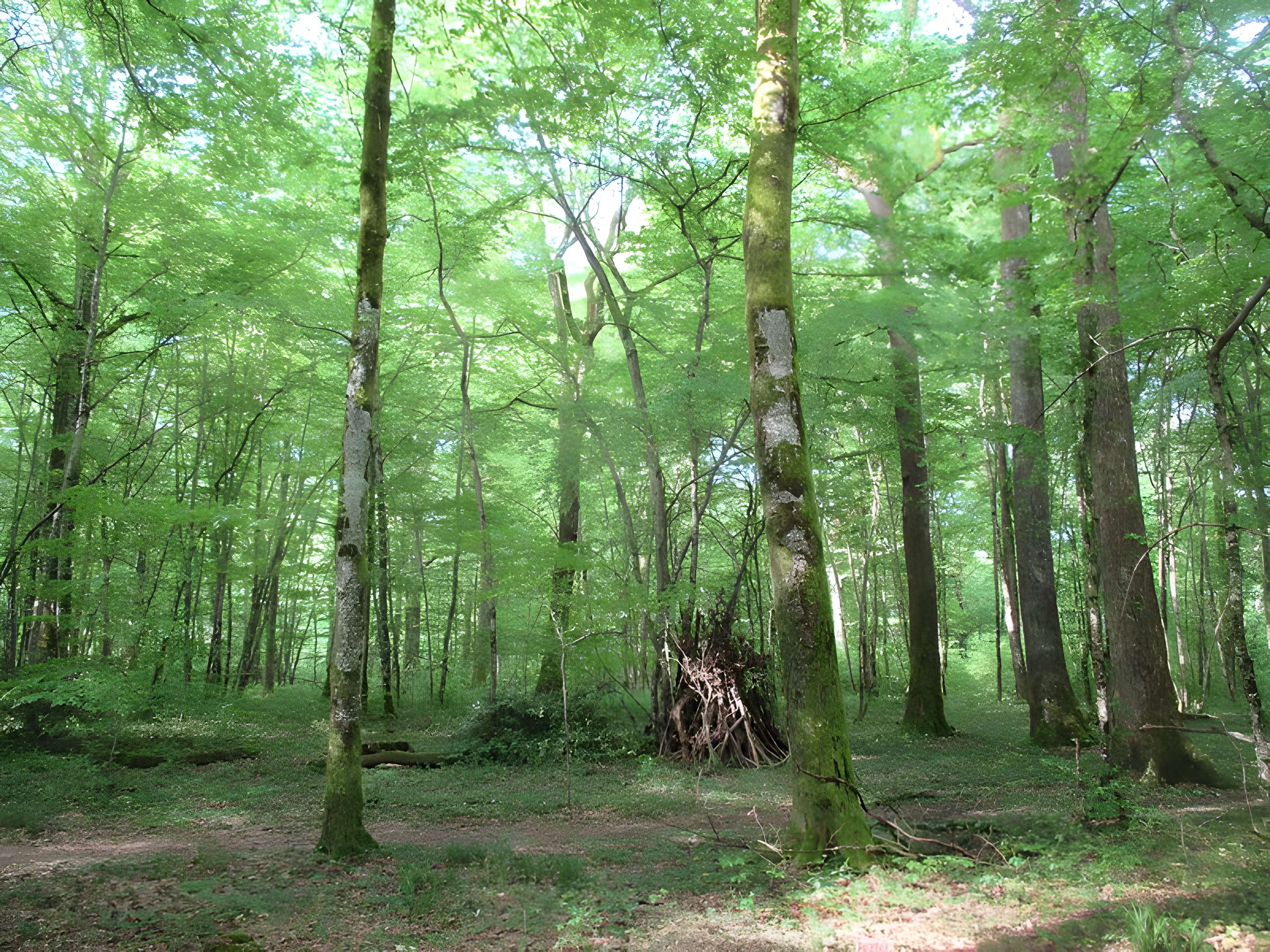 Baraques du quatorze de La Vieille-Loye