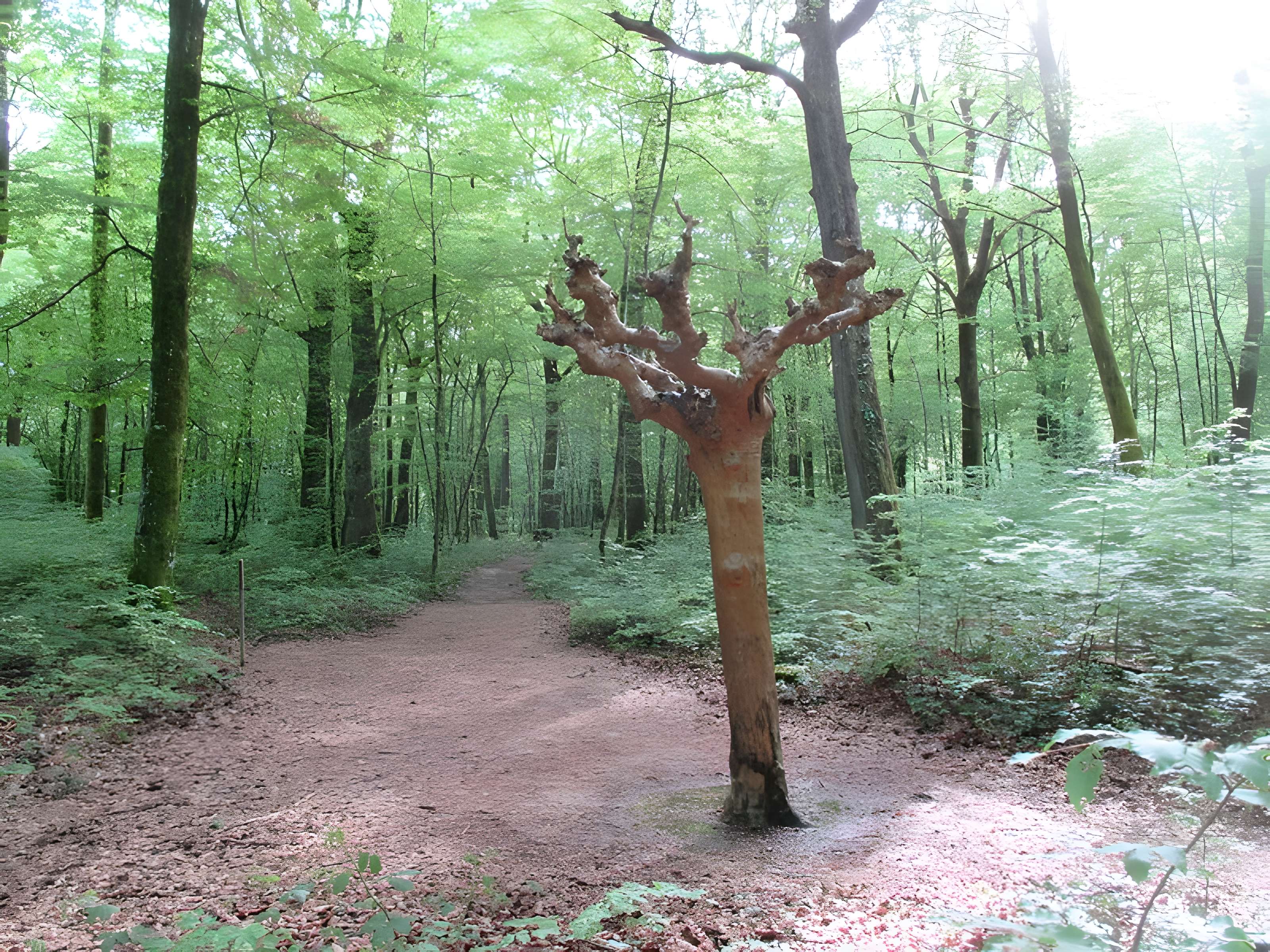 Baraques du quatorze de La Vieille-Loye