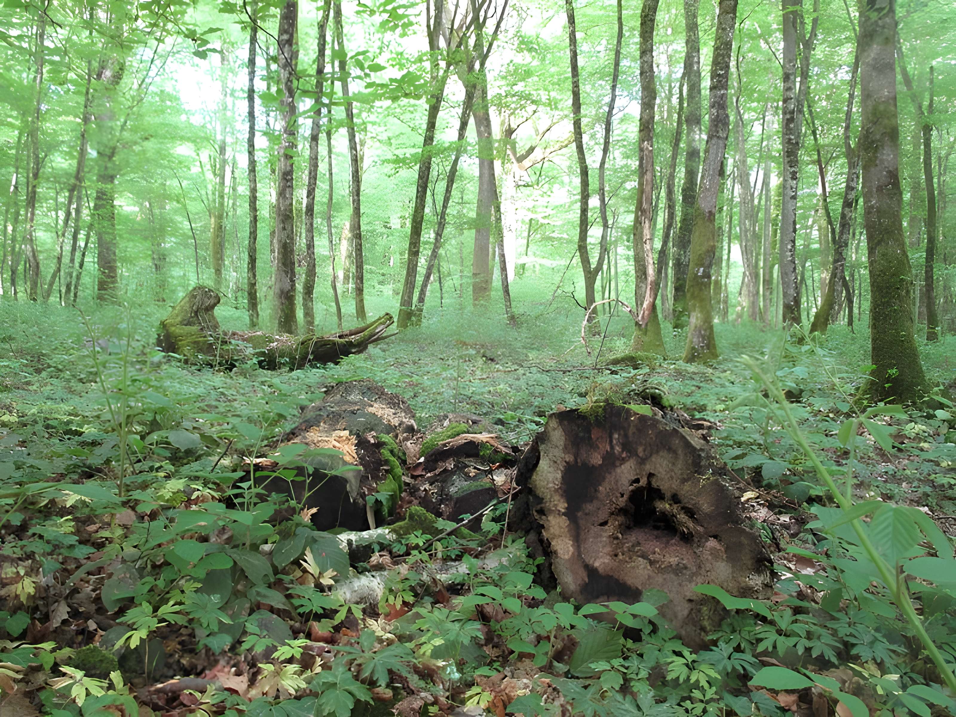 Baraques du quatorze de La Vieille-Loye