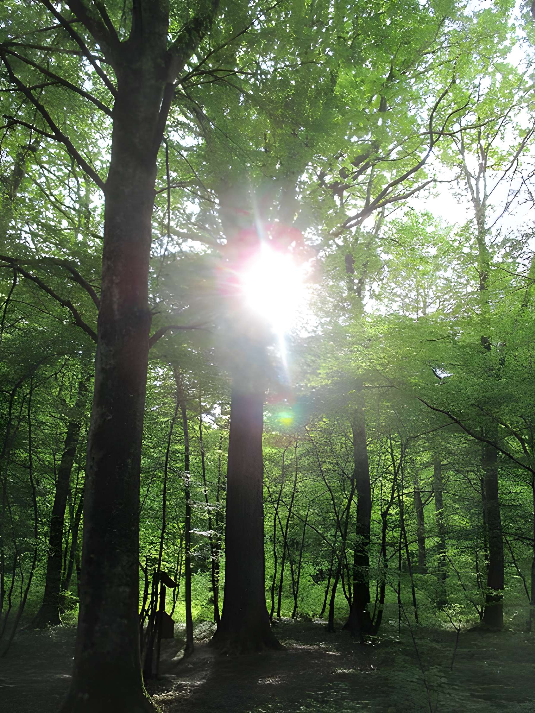 Baraques du quatorze de La Vieille-Loye