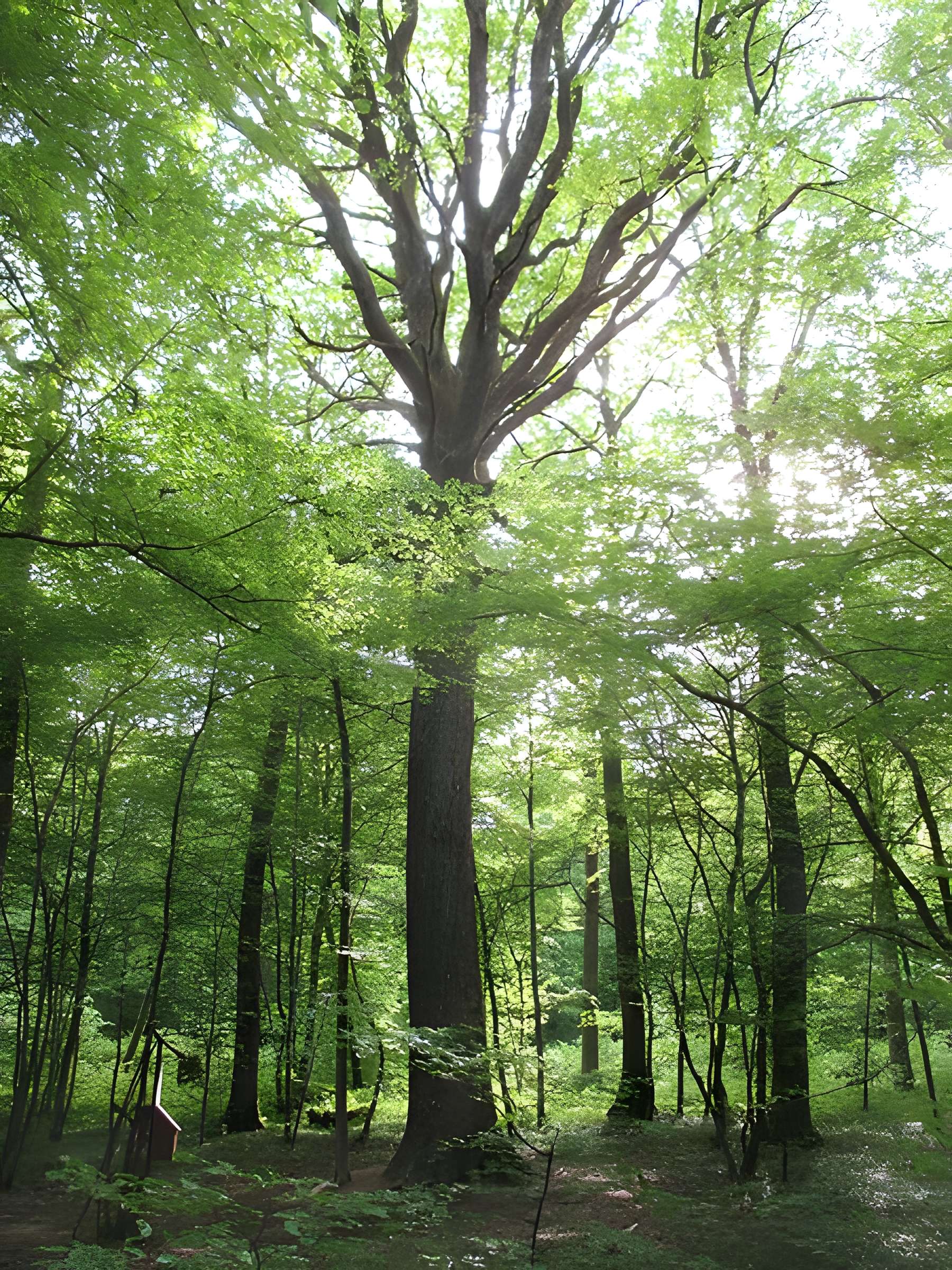 Baraques du quatorze de La Vieille-Loye