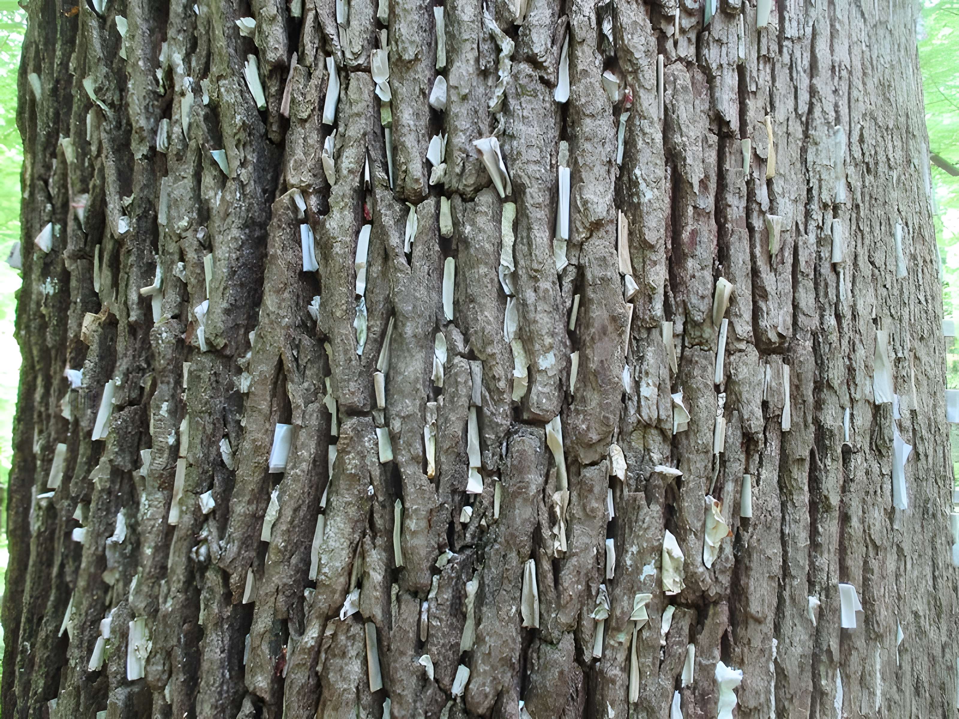 Baraques du quatorze de La Vieille-Loye