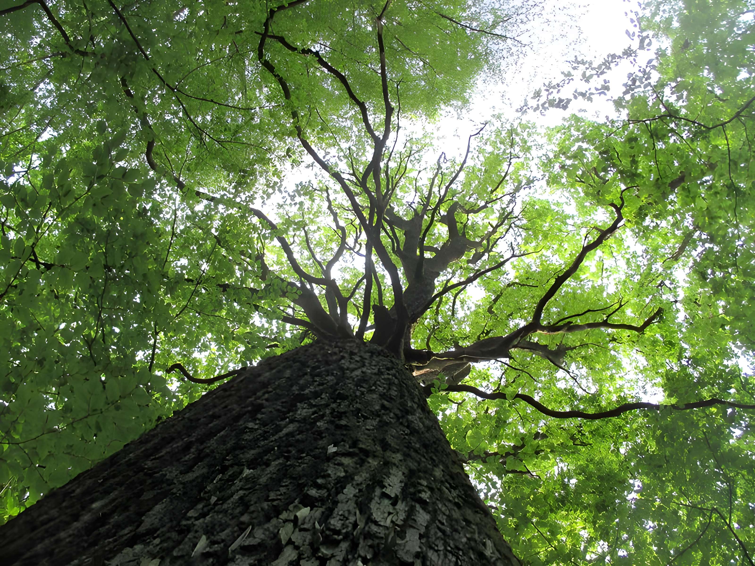 Baraques du quatorze de La Vieille-Loye