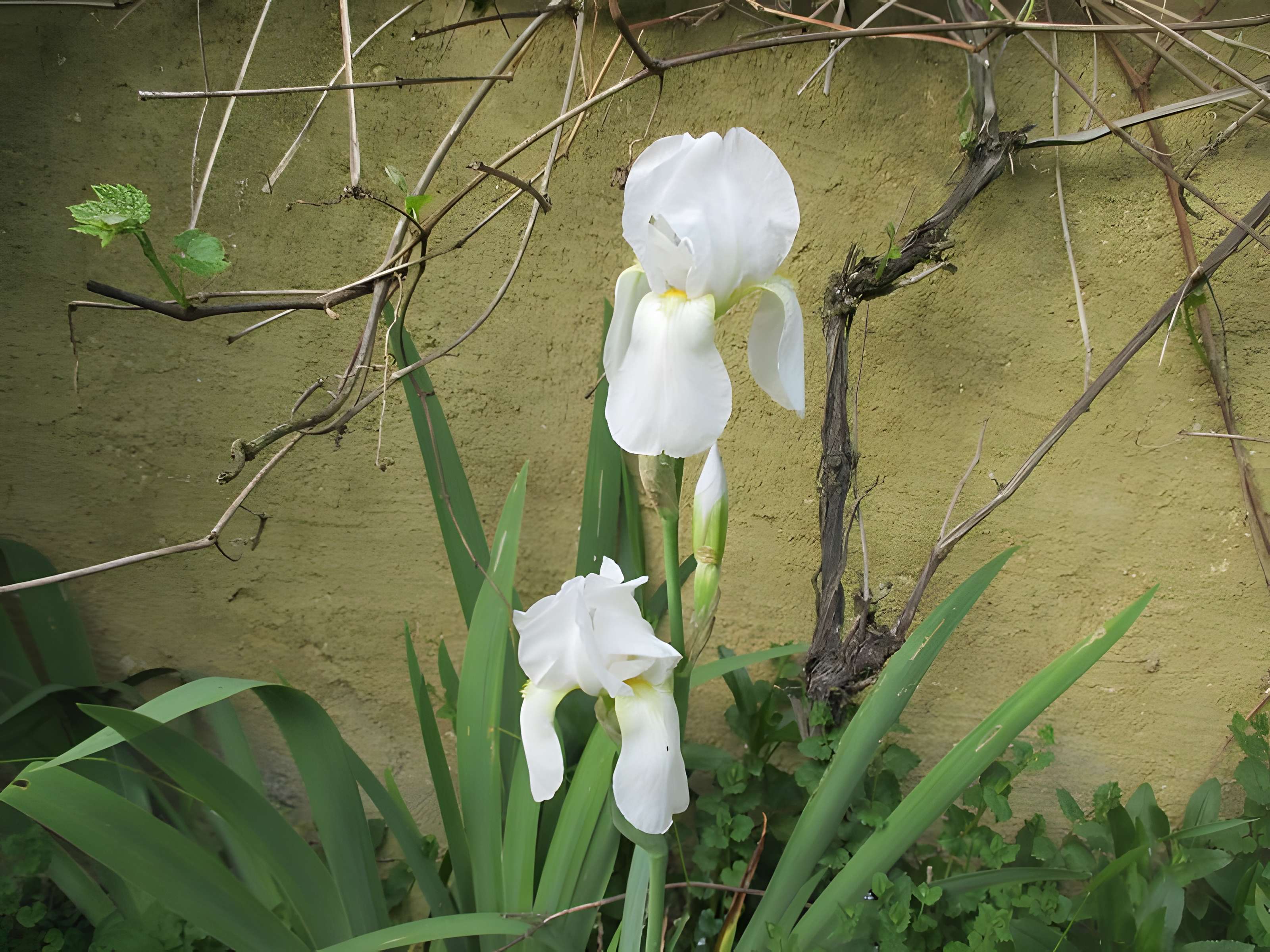Baraques du quatorze de La Vieille-Loye