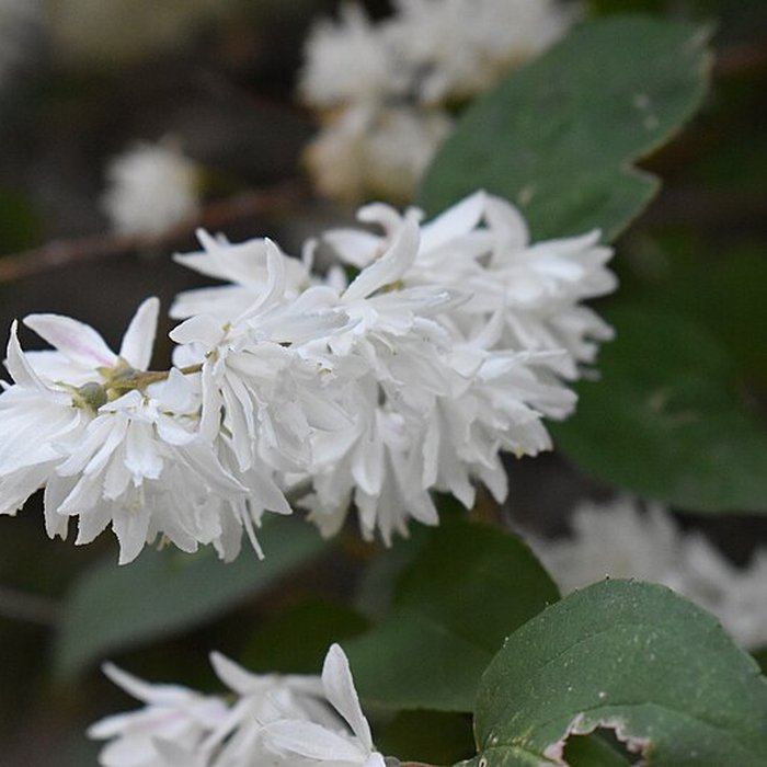 Photo de Commanderie de Sainte-Eulalie-de-Cernon