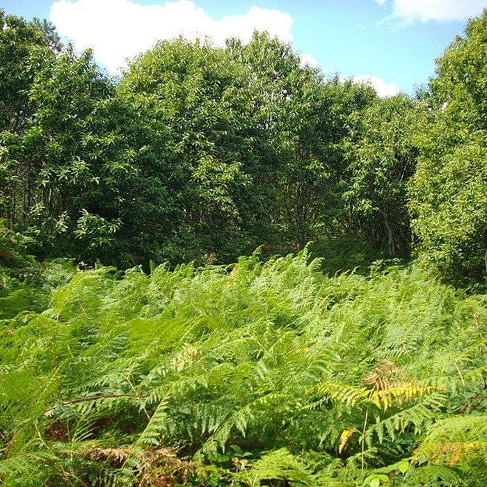Photo de Camp protohistorique de Kastel-Ker-Nevé