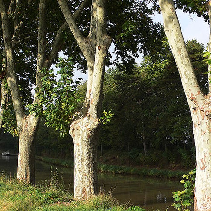 Photo de Canal du Midi : Écluse quadruple Saint-Roch