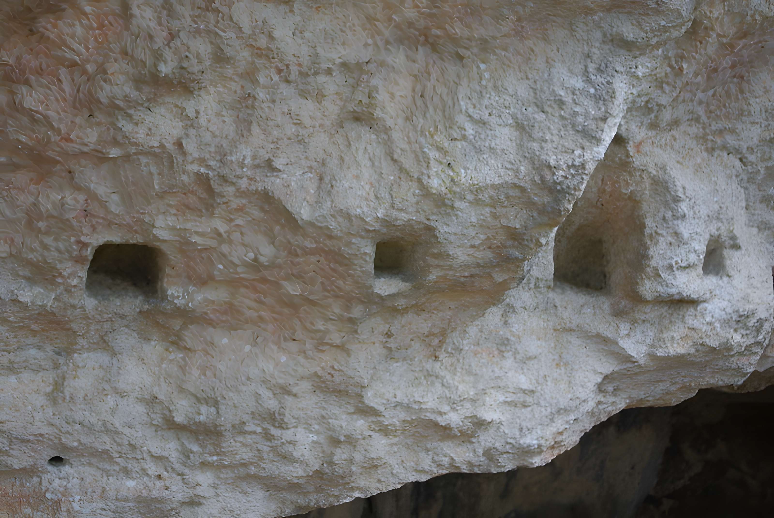 Carrières de la Lie à La Roche-Vineuse