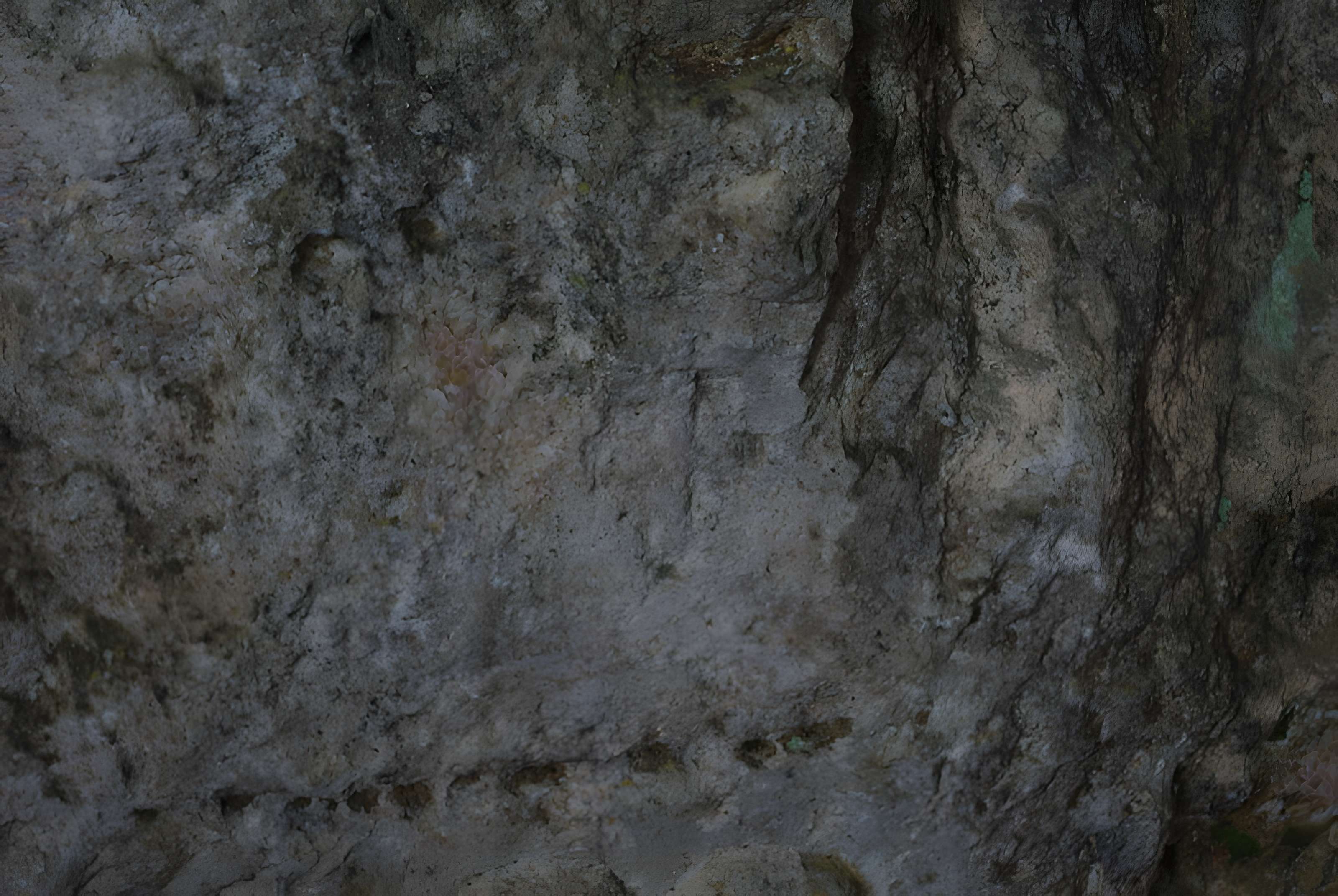 Carrières de la Lie à La Roche-Vineuse