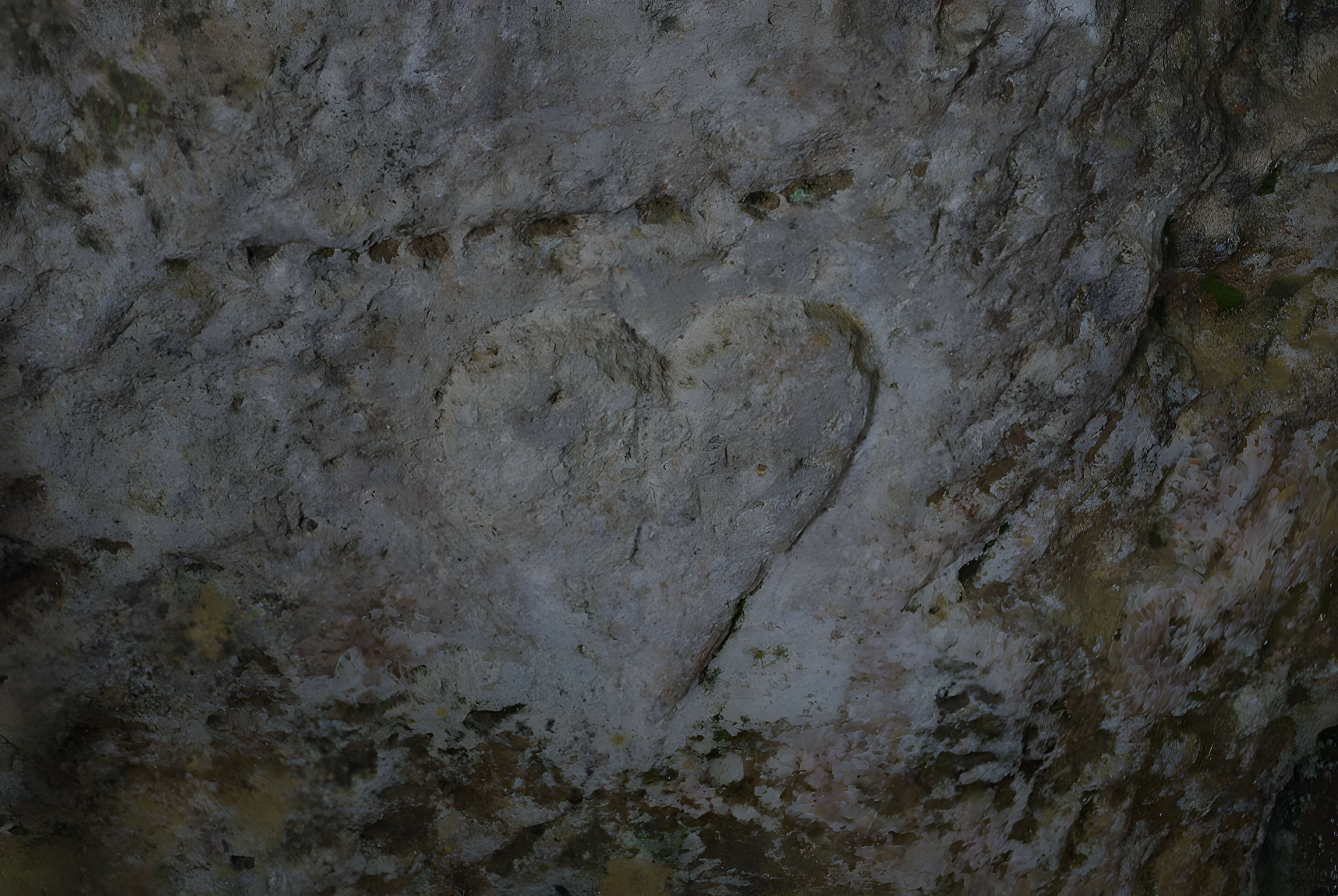 Carrières de la Lie à La Roche-Vineuse