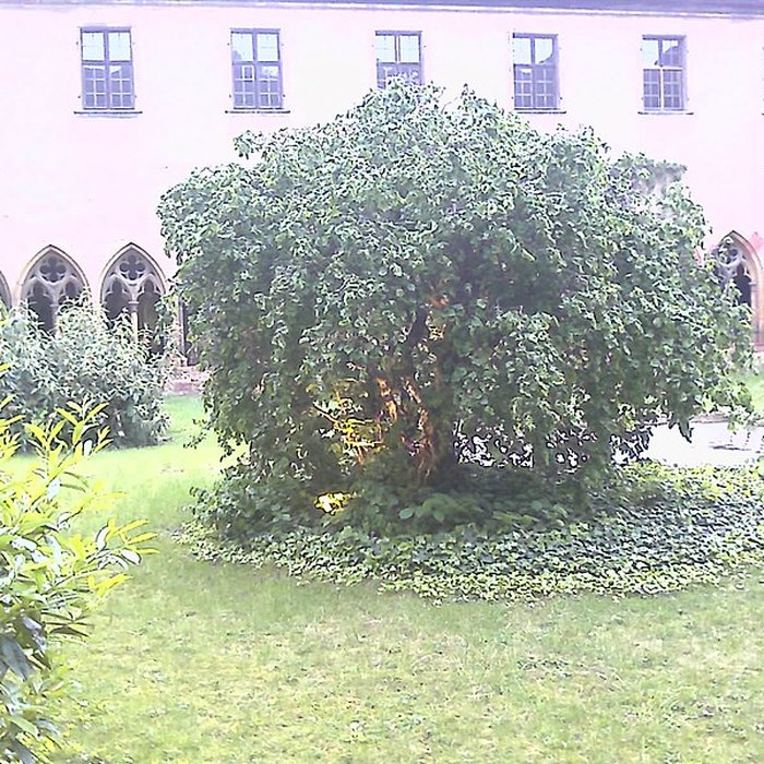 Photo de Couvent des Unterlinden