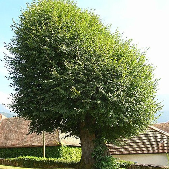 Photo de Chapelle Saint-Nizier de Saint-Martin-dUriage