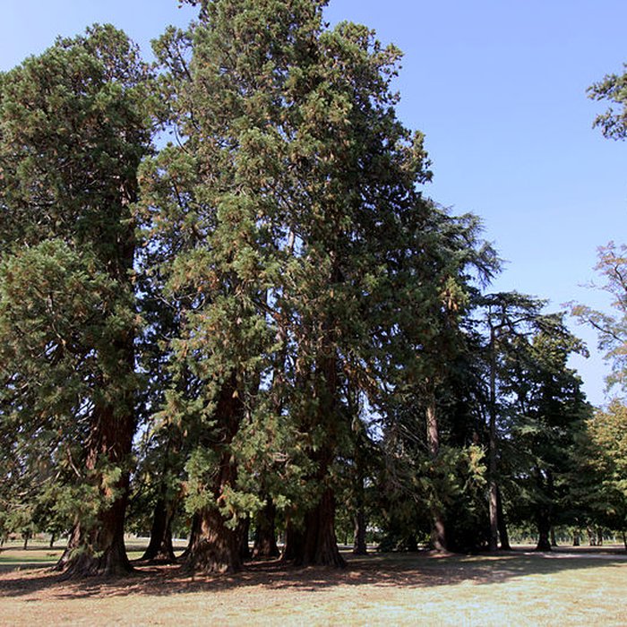 Photo de Château de la Brosse à Farges-Allichamps