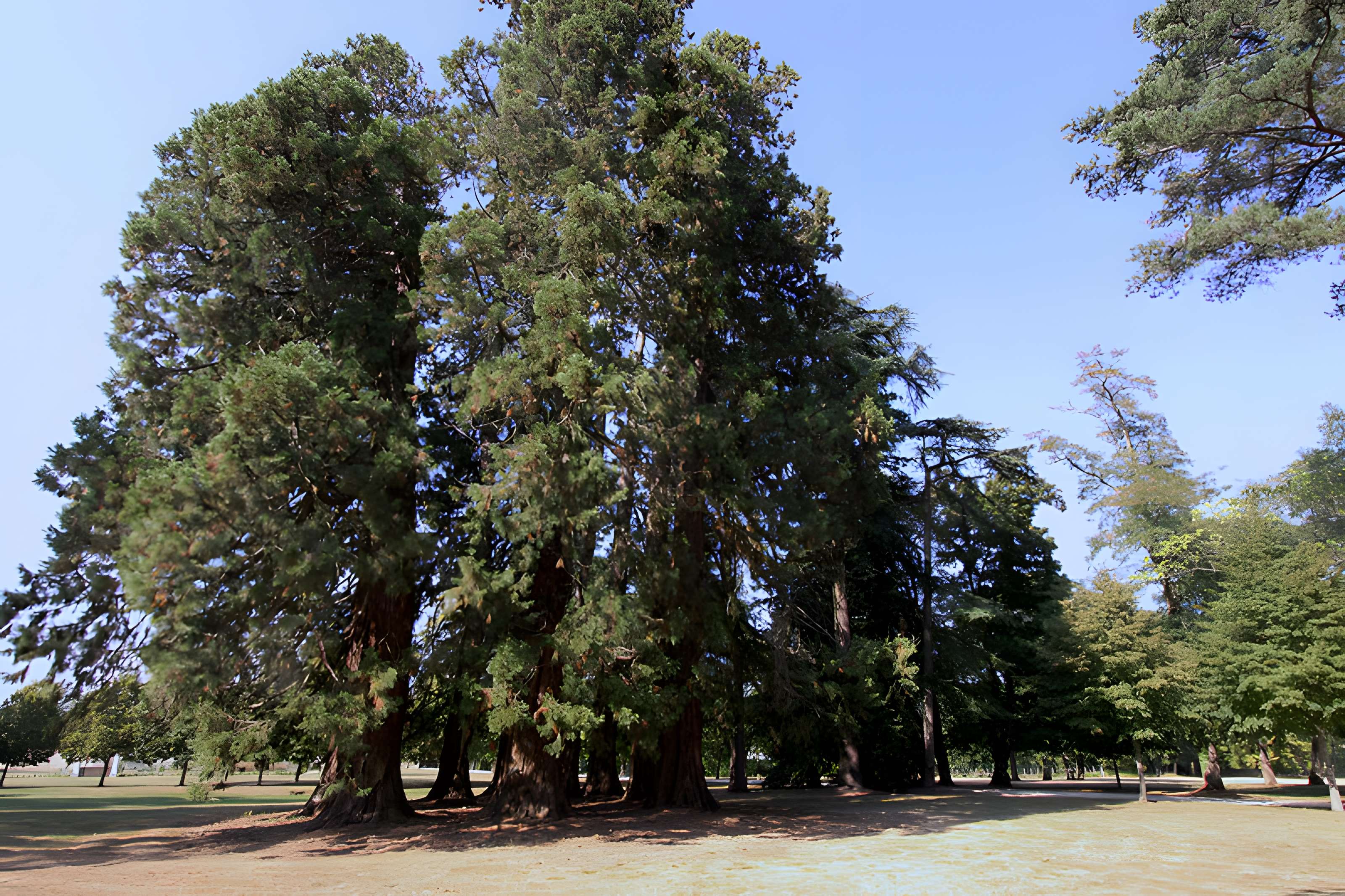 Château de la Brosse à Farges-Allichamps