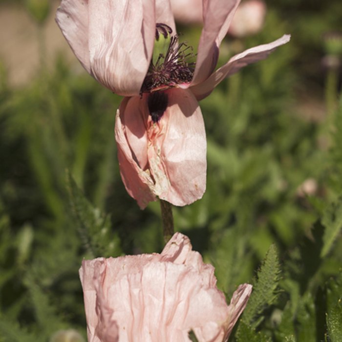 Photo de Château de Miromesnil également sur commune de Saint-Aubin-sur-Scie