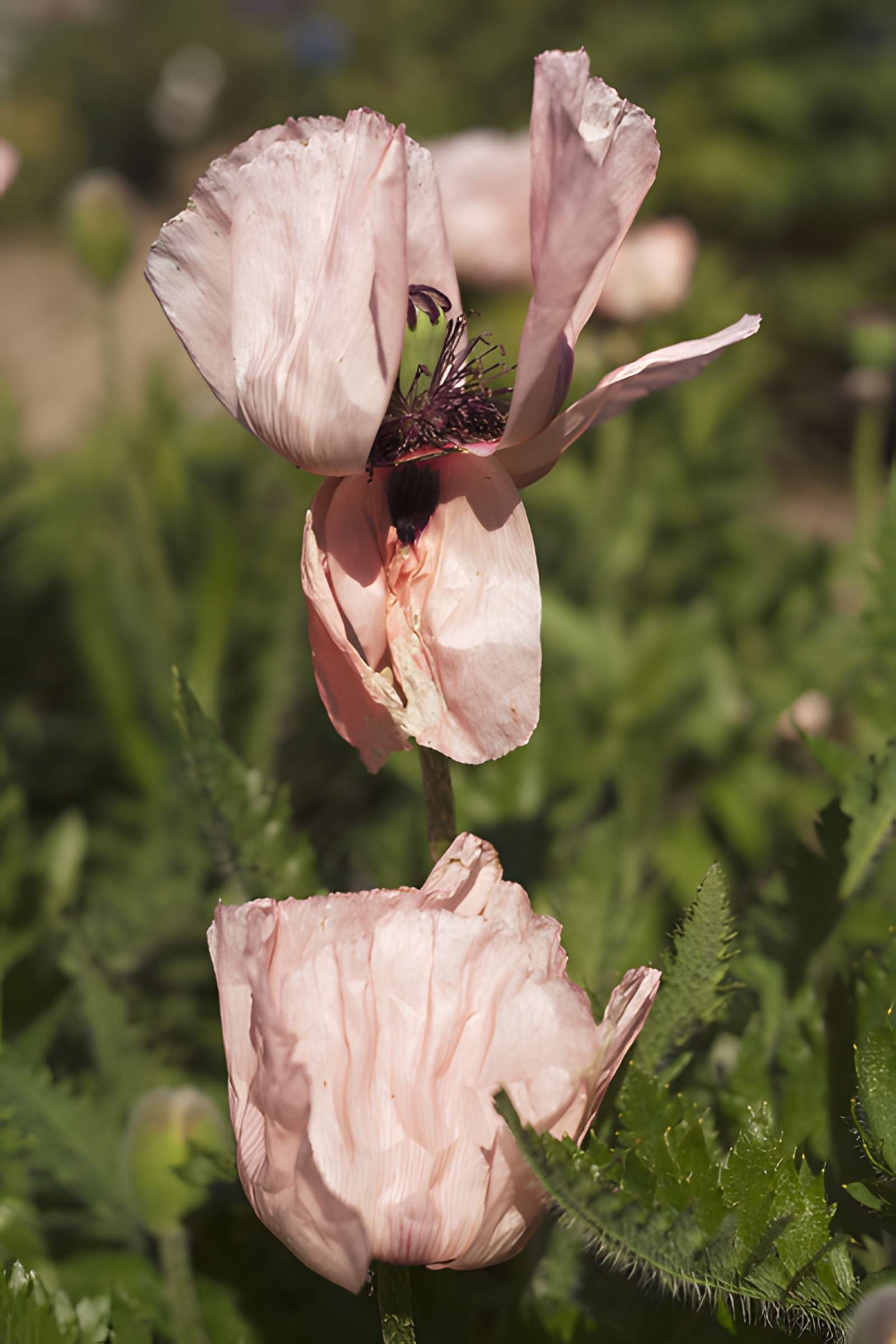 Château de Miromesnil