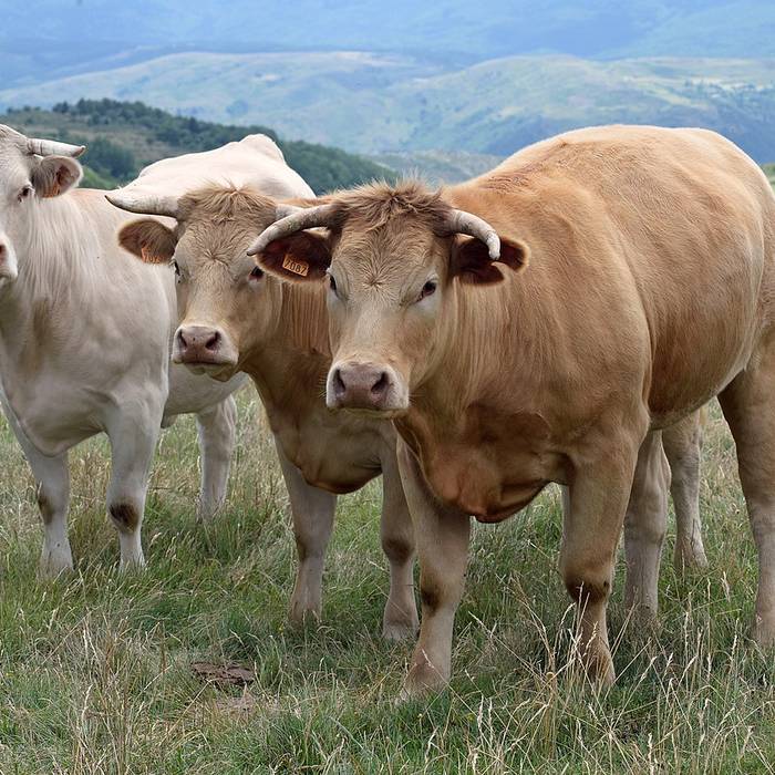 Photo de Château de Mondoubleau