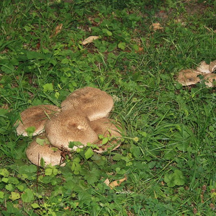 Photo de Désert de Retz à Chambourcy