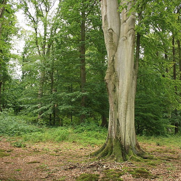 Photo de Désert de Retz à Chambourcy