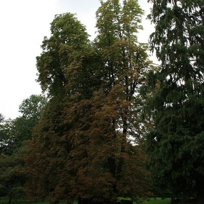 Photo de Désert de Retz à Chambourcy