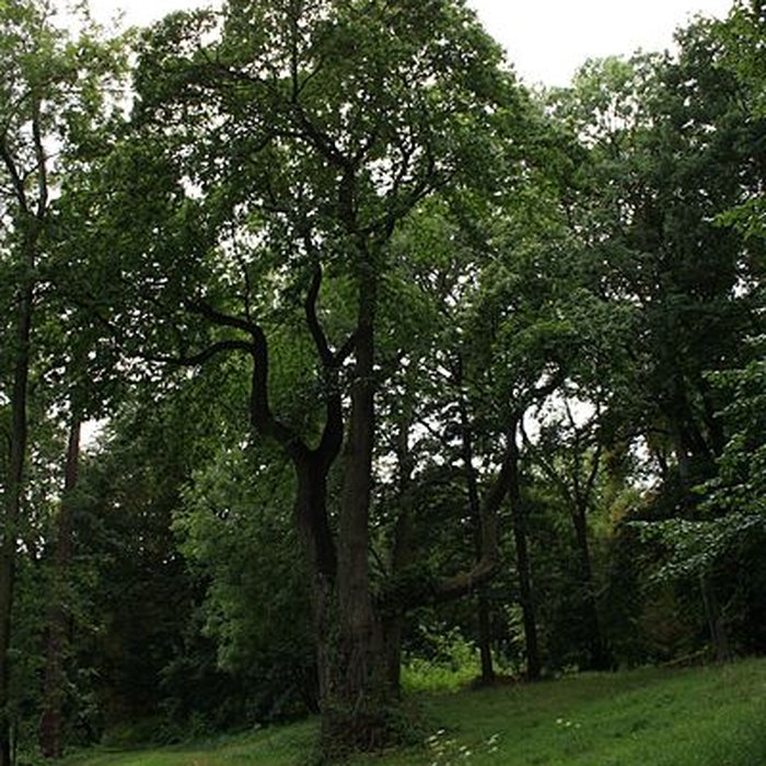 Photo de Désert de Retz à Chambourcy