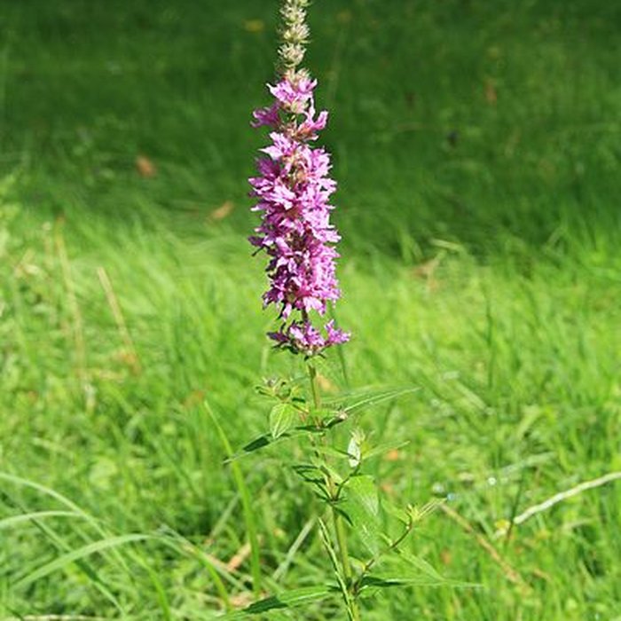 Photo de Désert de Retz à Chambourcy