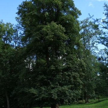 Désert de Retz à Chambourcy