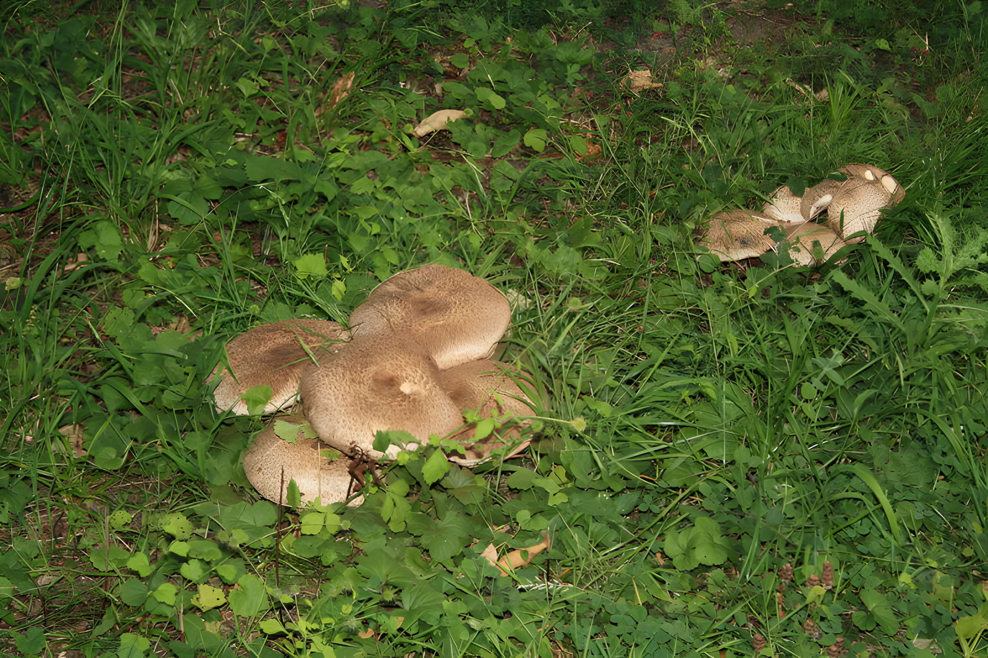 Désert de Retz à Chambourcy