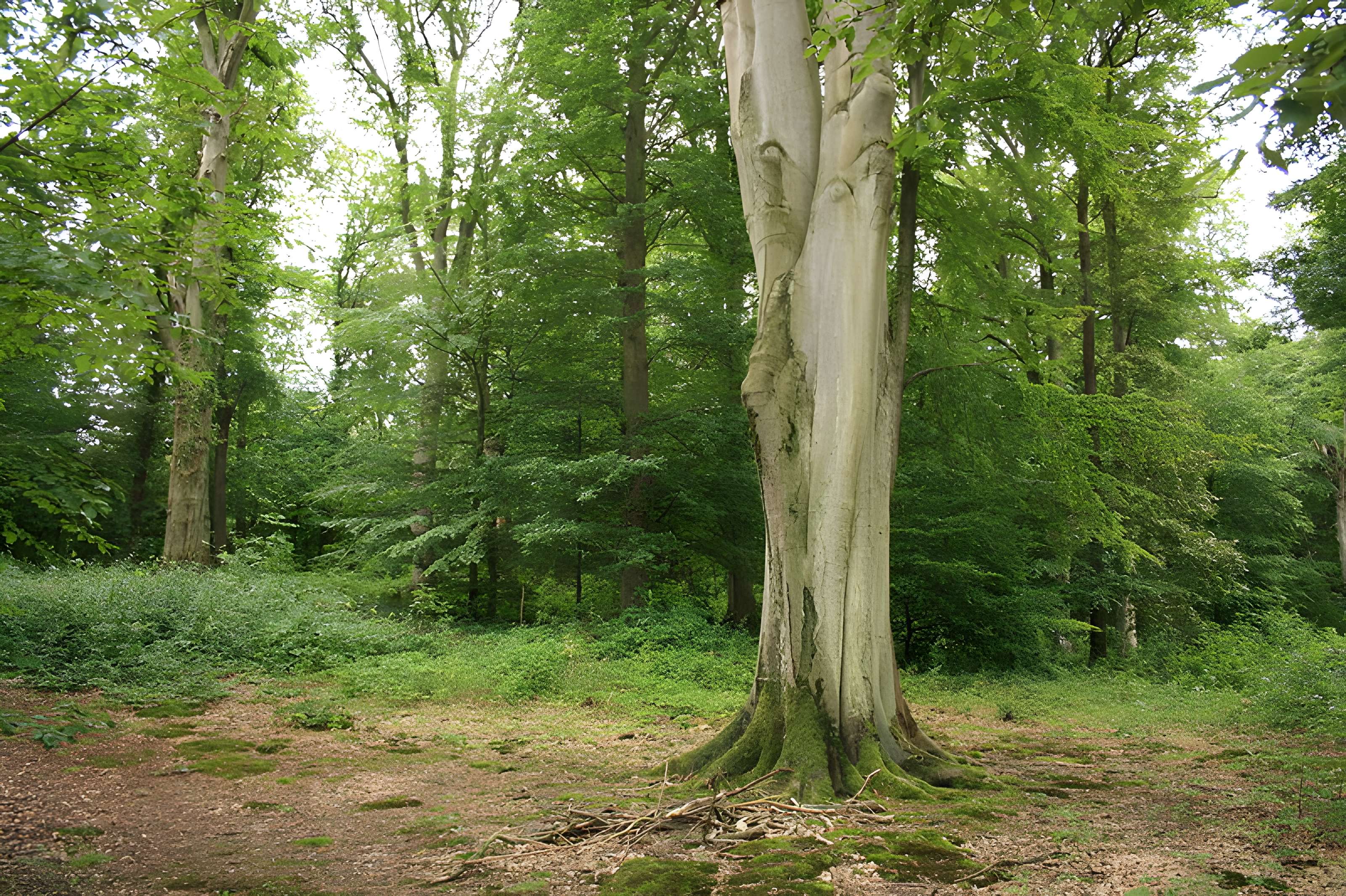 Désert de Retz à Chambourcy