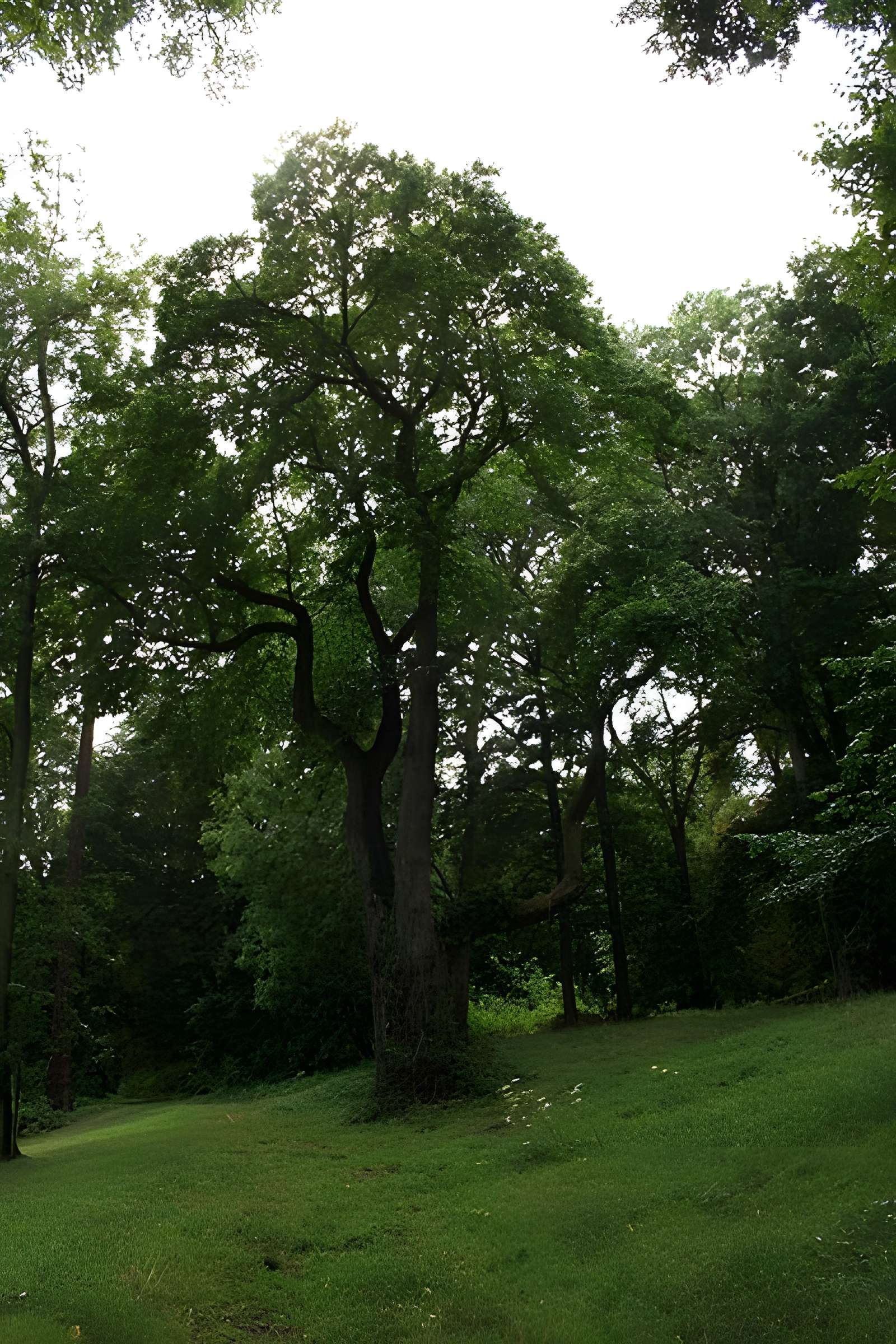 Désert de Retz à Chambourcy