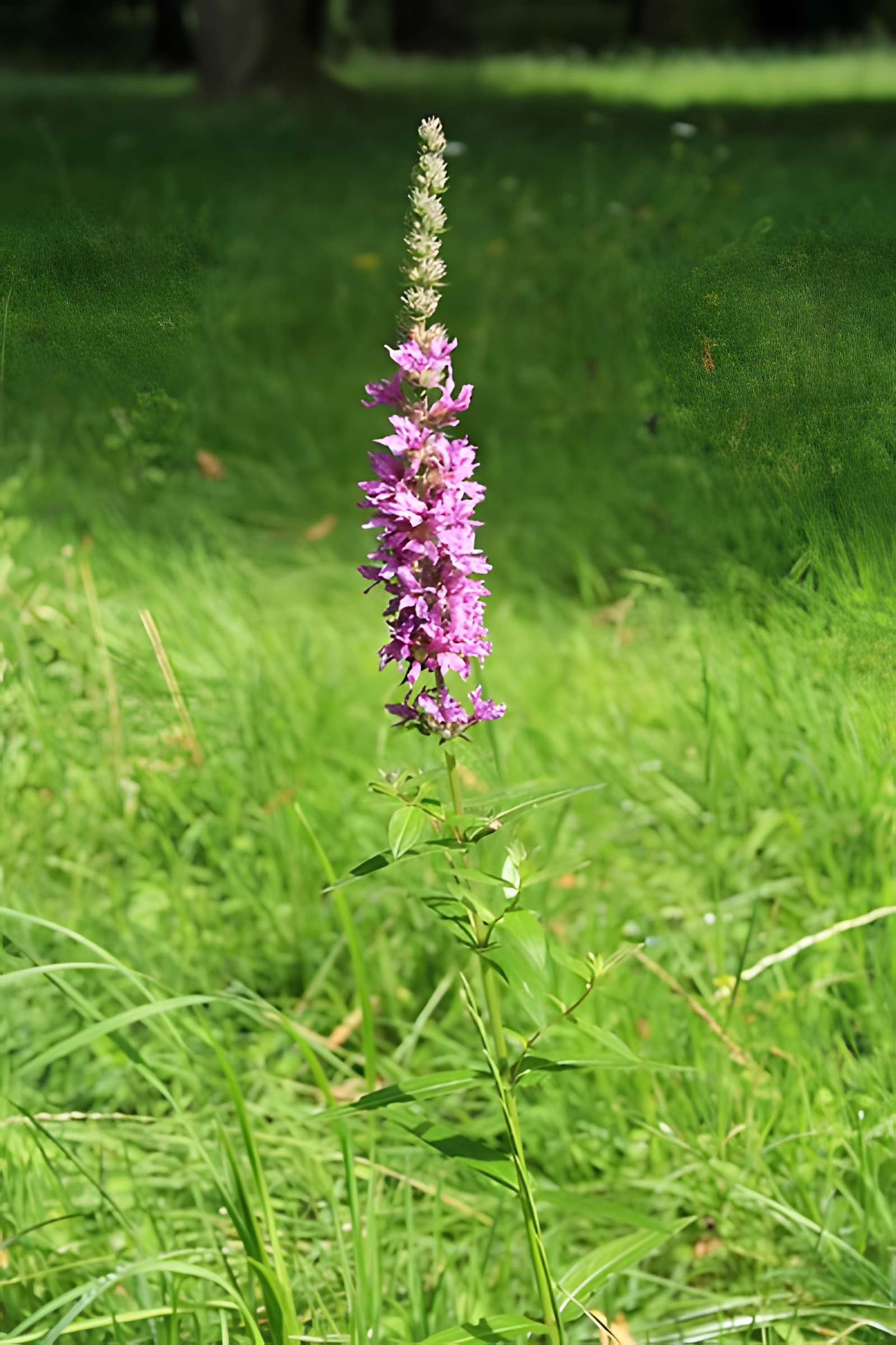 Désert de Retz à Chambourcy