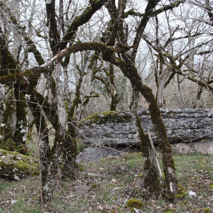 Photo de Dolmen de Joncas à Limogne-en-Quercy