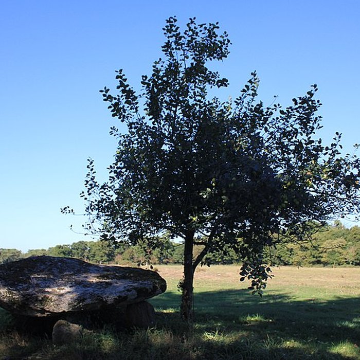 Photo de Dolmen de Kermorvant à Moustoir-Ac