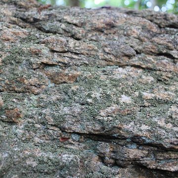Dolmen de Tri-Men-de-Castello à Kervignac