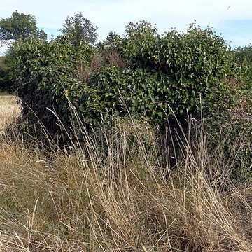 Dolmen des Grosses-Pierres à Brévainville