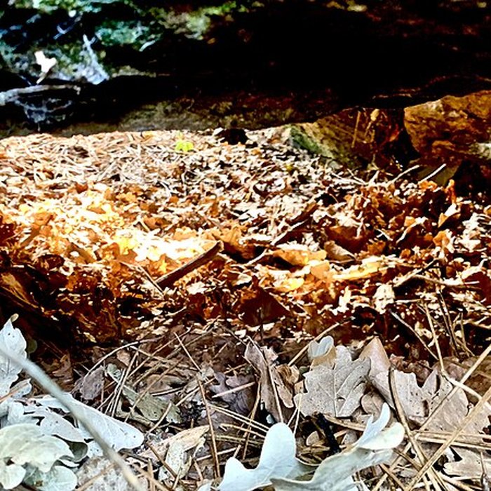 Photo de Dolmen des Rossignols à Saint-Brevin-les-Pins