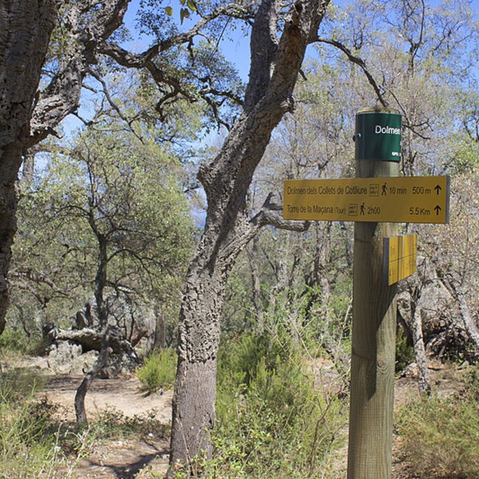 Photo de Dolmen dit Cava de lAlarb à Argelès-sur-Mer