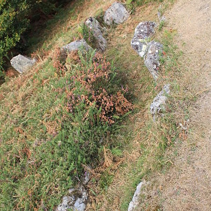 Photo de Dolmens de Mané-Bras dits Lann-Mané-Bras