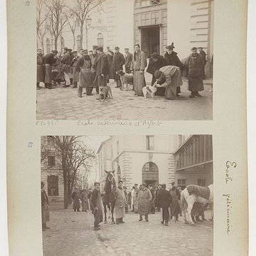 ecole nationale veterinaire d alfort