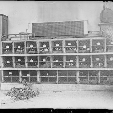 École nationale vétérinaire dAlfort