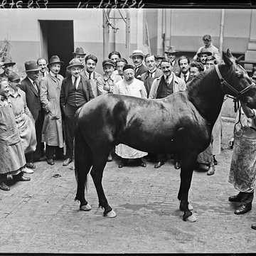 École nationale vétérinaire dAlfort