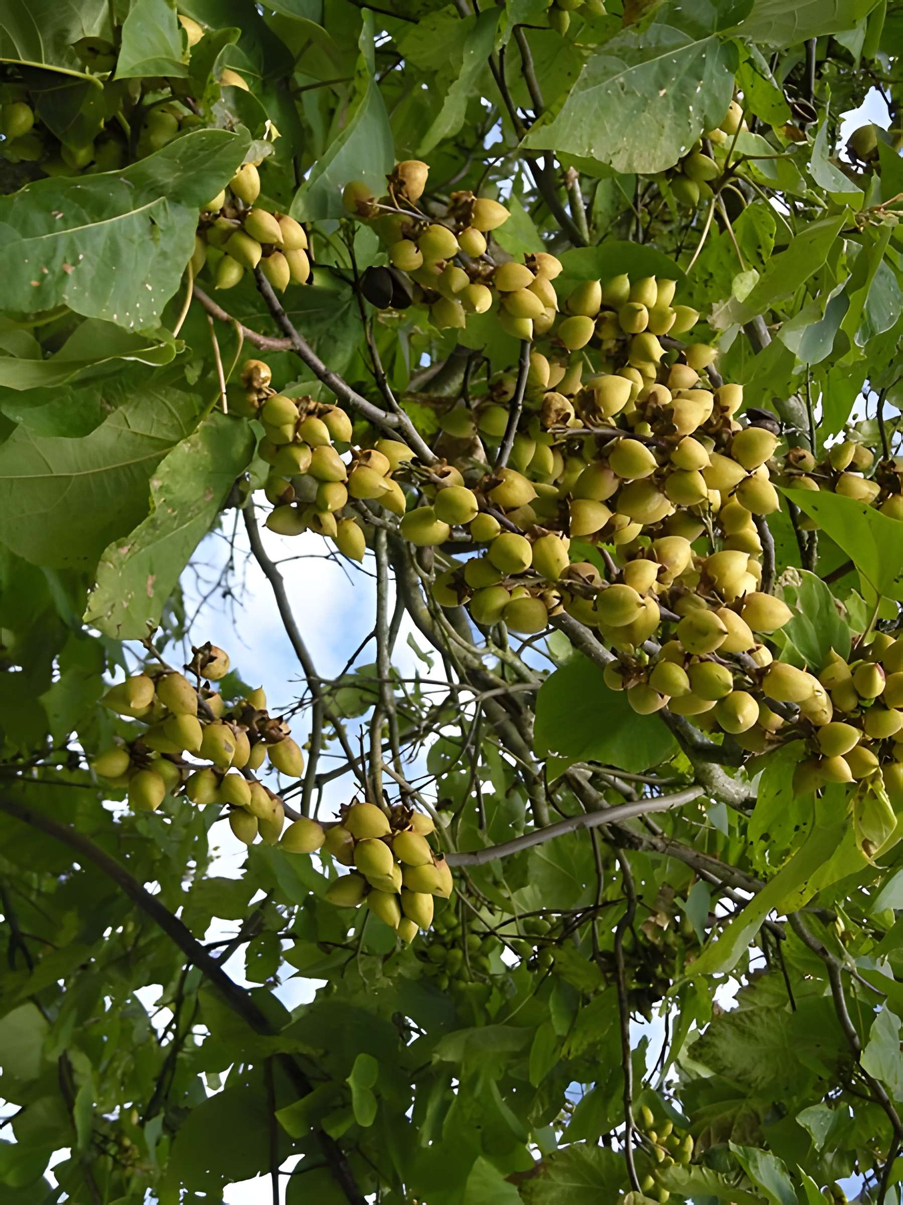 Abbaye Notre-Dame d'Autrey