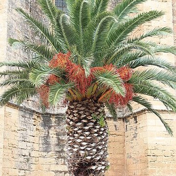 Église Sainte-Cécile de Loupian
