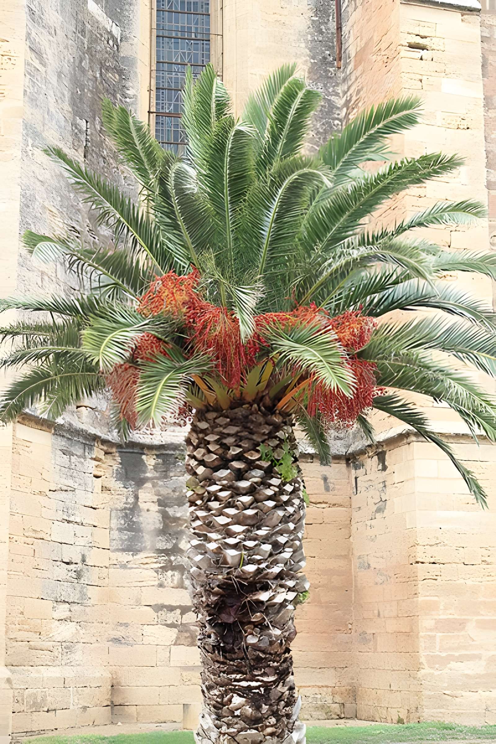 Église Sainte-Cécile de Loupian