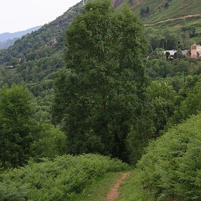 Photo de Église Saint-Calixte de Cazaux-Fréchet-Anéran-Camors